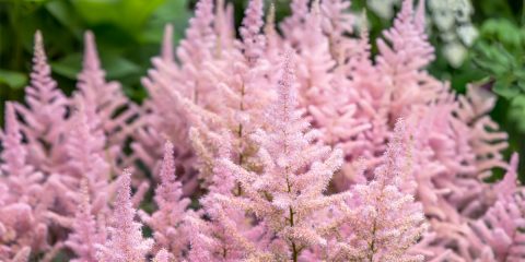 astilbe