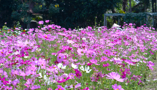 Cosmos fiori