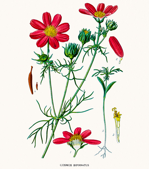 cosmos bipinnatus