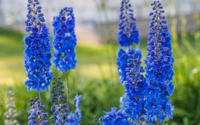 delphinium