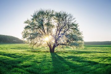 età-albero