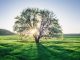 età-albero