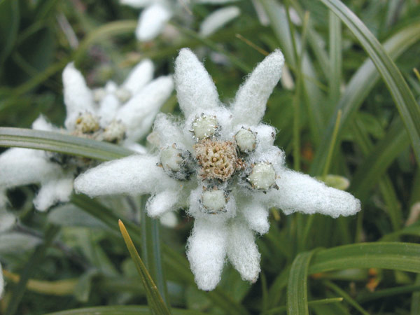 edelweiss