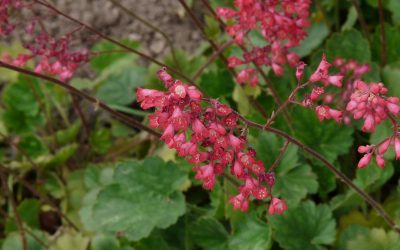 heuchera