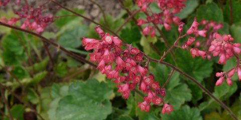 heuchera