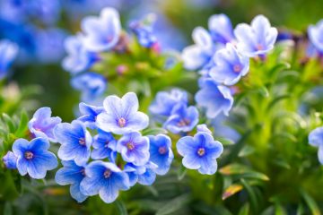 lithodora