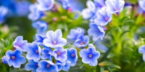 lithodora