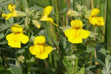 mimulus