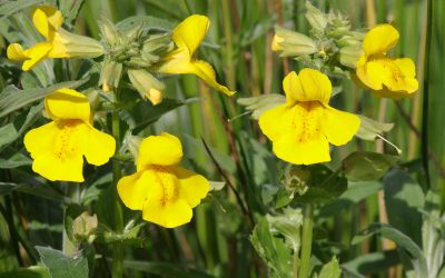 mimulus