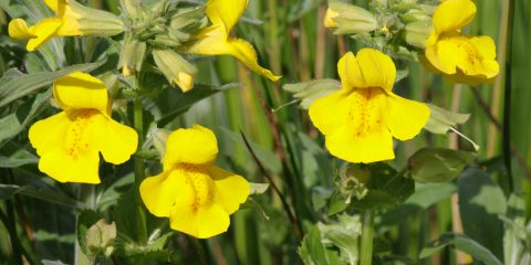 mimulus