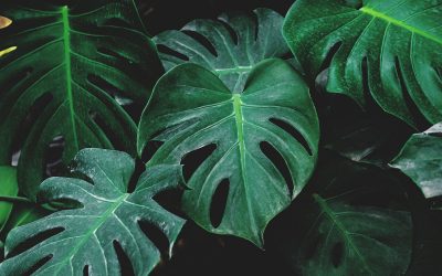 monstera