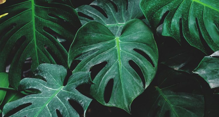 monstera