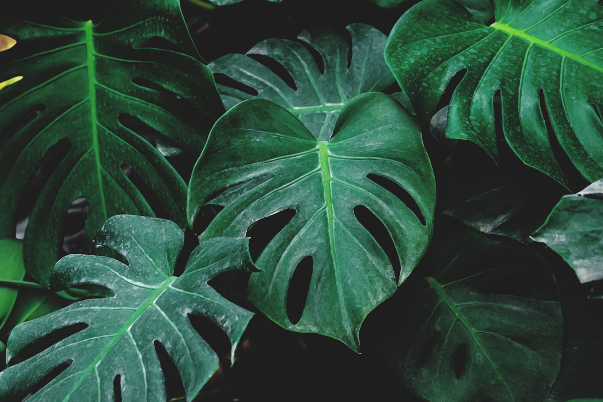 monstera