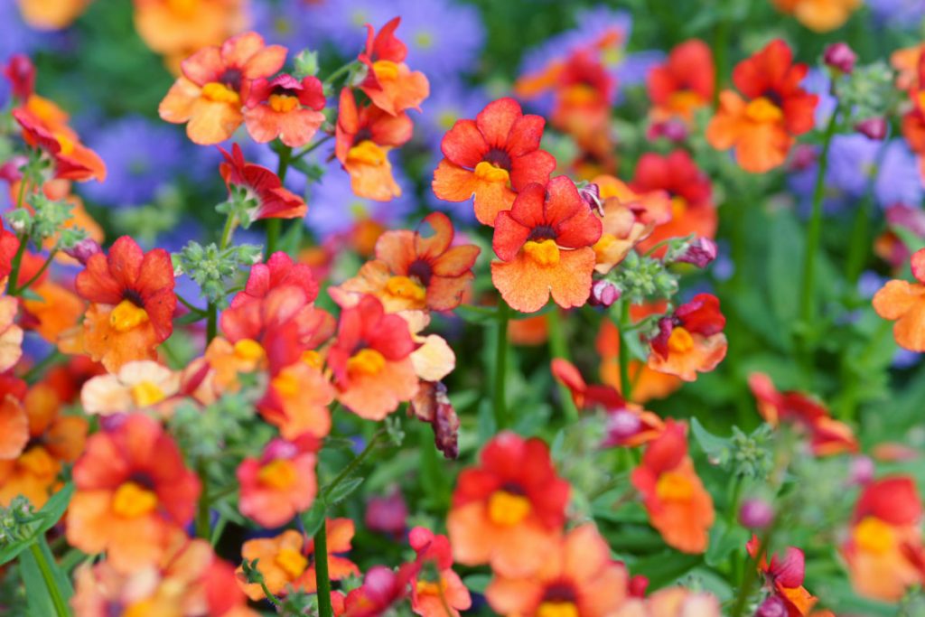 Nemesia Graziosi fiori ideali per aiuole e vasi