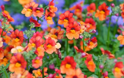 nemesia