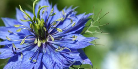 nigella