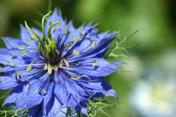 nigella
