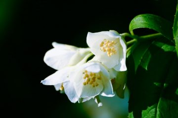 philadelphus