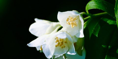 philadelphus