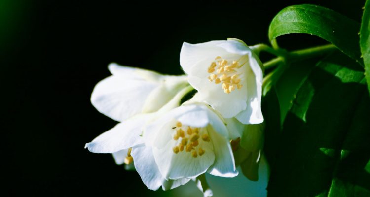 philadelphus