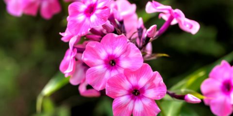 phlox