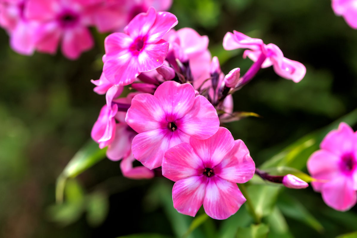 phlox