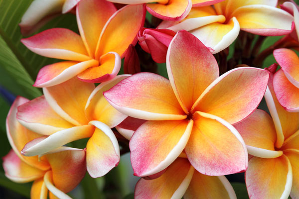 plumeria-rubra