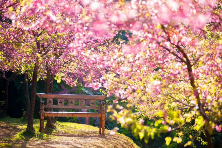 5 piante che segnano l'inizio della primavera Quali sono?