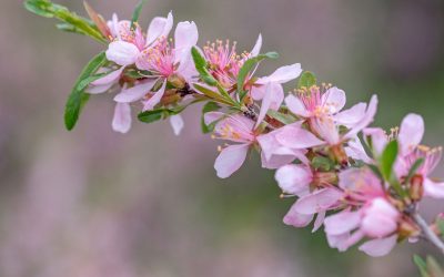 prunus