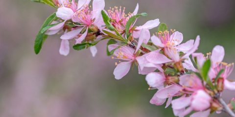 prunus