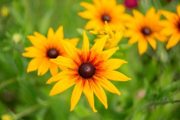 rudbeckia