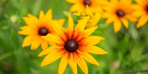 rudbeckia