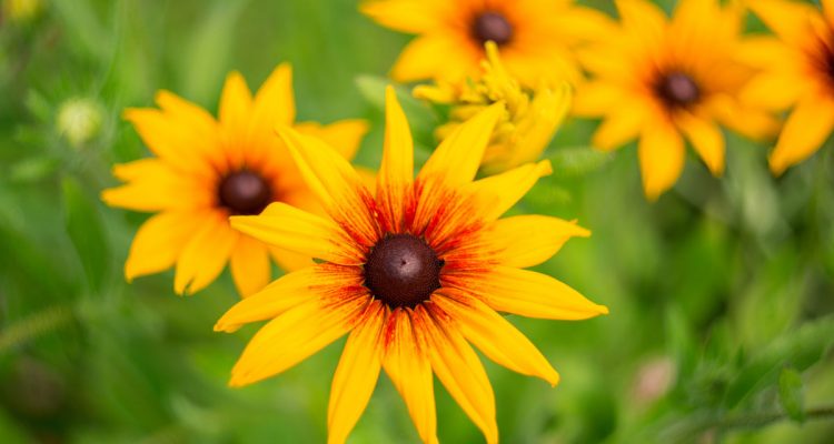 rudbeckia