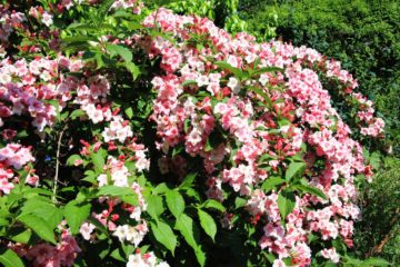 weigelia