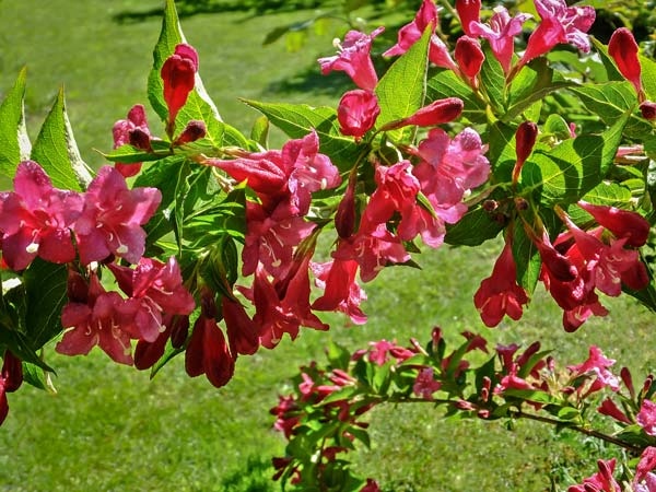 weigela bristol ruby