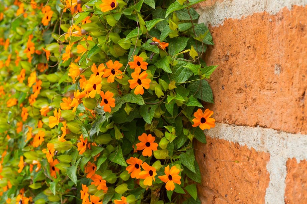 Vitalba, rampicante perenne | Coltivazione e proprietà