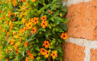 Thunbergia