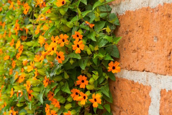 Thunbergia
