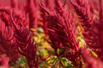 amaranthus