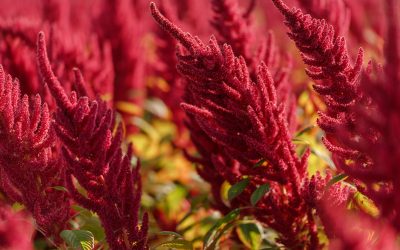 amaranthus