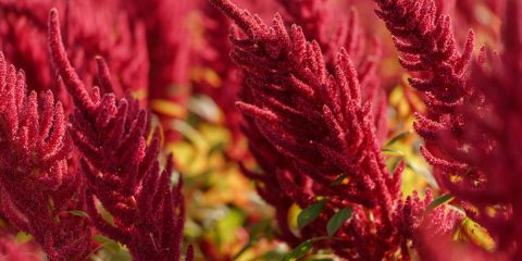 amaranthus