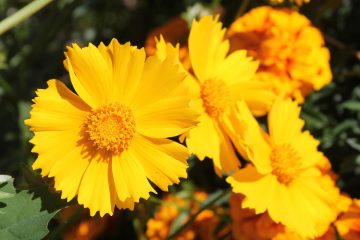 coreopsis