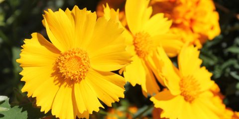 coreopsis