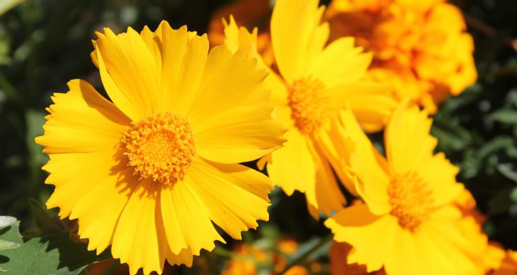 coreopsis