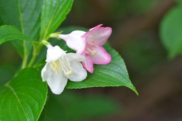 deutzia