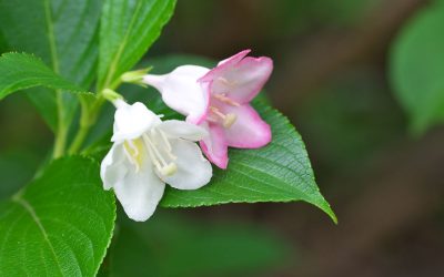 deutzia