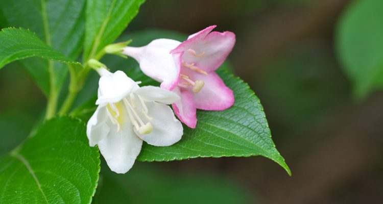 deutzia