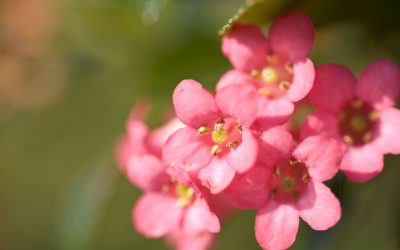 escallonia