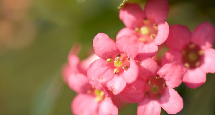 escallonia