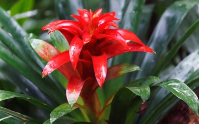 guzmania